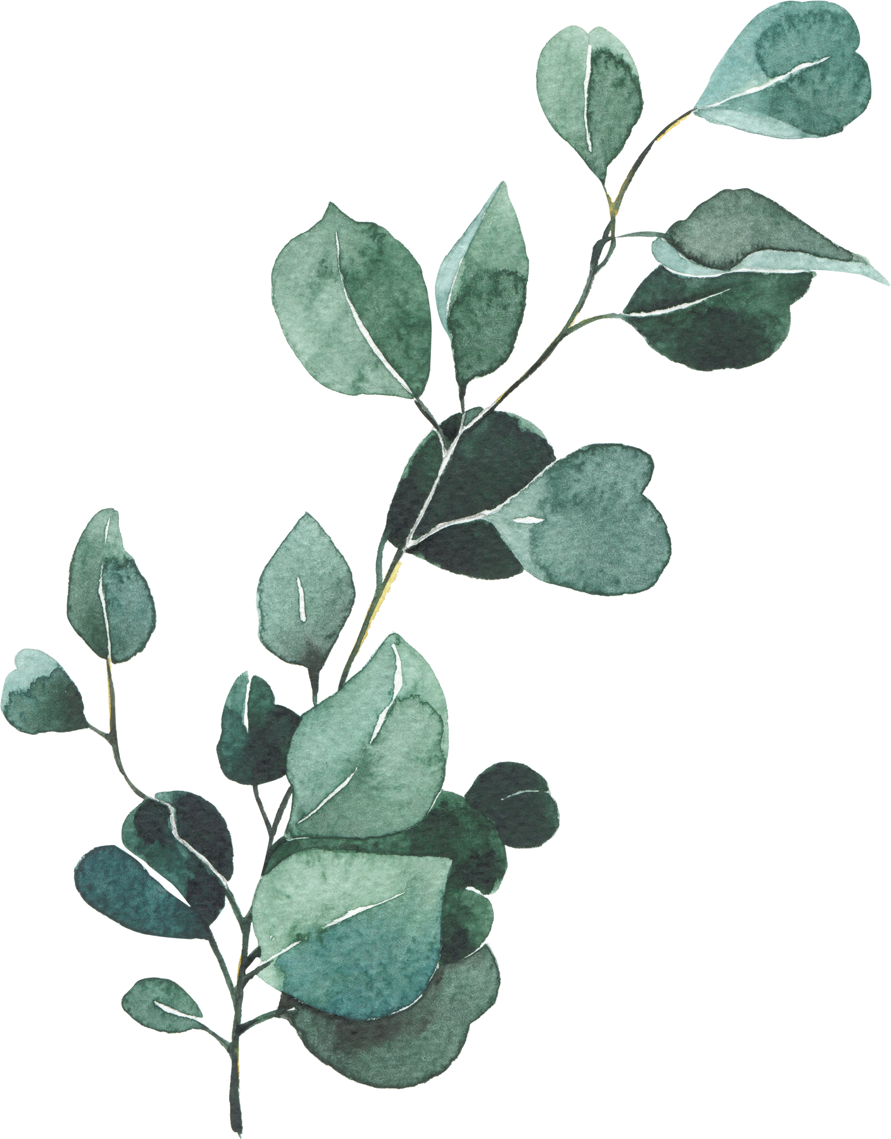 Watercolor Eucalyptus Leaves Illustration